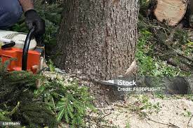 Best Emergency Tree Removal  in East Cleveland, OH