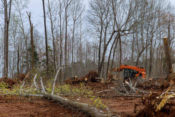 Best Lot and Land Clearing  in East Cleveland, OH