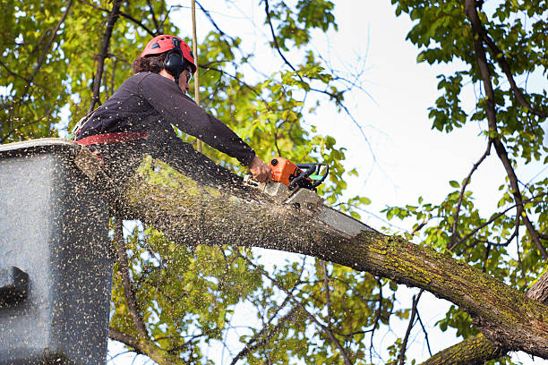 Best Tree Trimming and Pruning  in East Cleveland, OH