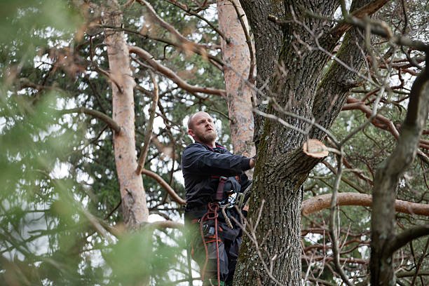 East Cleveland, OH Tree Care Company
