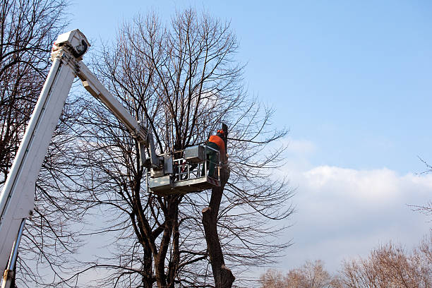 How Our Tree Care Process Works  in  East Cleveland, OH