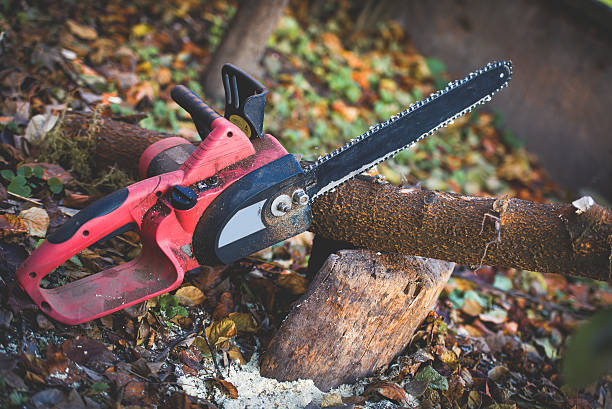 Best Lawn Renovation and Restoration  in East Cleveland, OH